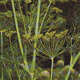 Fenchel - mehr