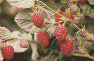 Maliny