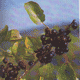 Proj�mav�  k��ov�  trn - v�ce