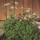 Br�lice koz� noha - v�ce