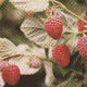 Maliny - v�ce