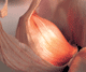 PLANTA MEDICA - ZIANICA CARDIO