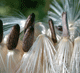 ZIANICA HEPAR-detail