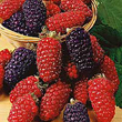 Seriál - Antioxidanty